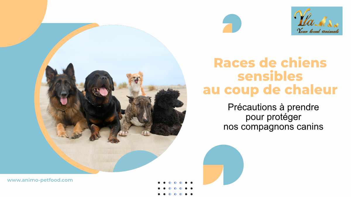 races-de-chiens-sensibles-au-coup-de-chaleur